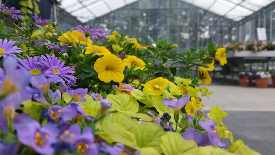 Ruïneren zweep besteden Online bloembakken bestellen - Tuincentrum