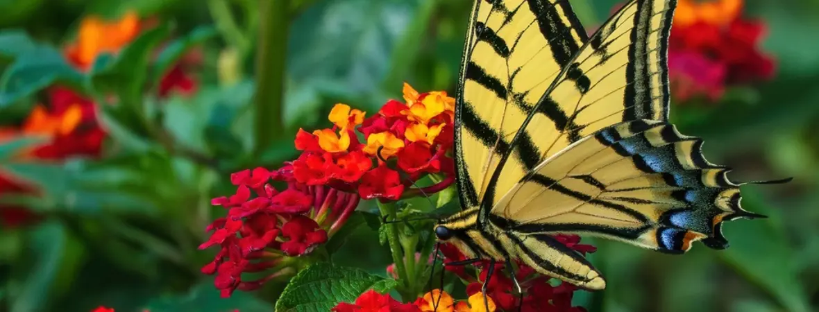 Bij- en vlindervriendelijke tuinplanten Ontdek onze