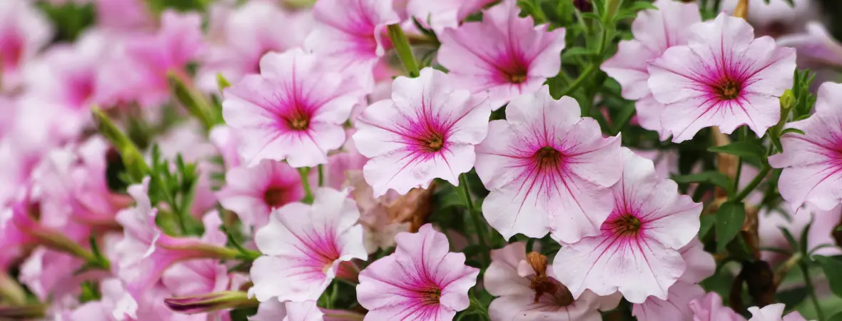 Inplantservice: bak met beplanting Inplantservice