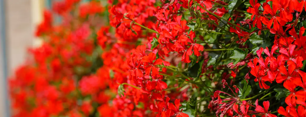 Inplantservice: eigen bak Inplantservice