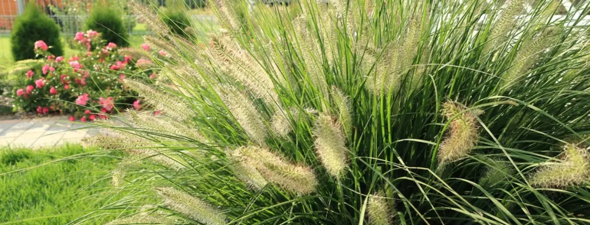 Siergrassen Populaire siergrassen