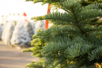 5 verzorgingstips voor uw kerstboom