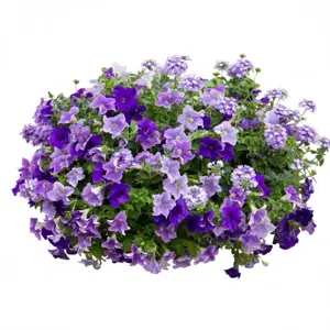 Amethist venezia 100 cm