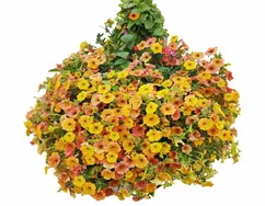 Autumn venezia 60 cm zonder bak