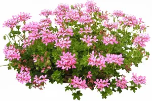 Oostenrijker rose venezia 60 cm