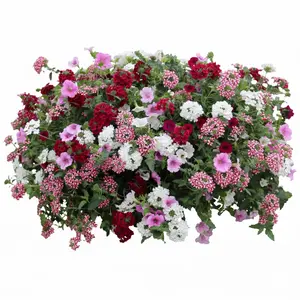 Vuurduin venezia 80 cm