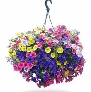 Zeevonk Venezia 60 cm